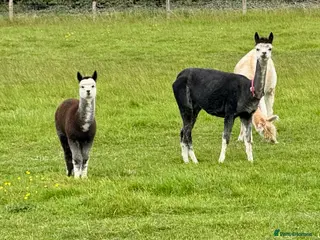 Alpaca livestock Alpaca Cria’s males - Advert 6