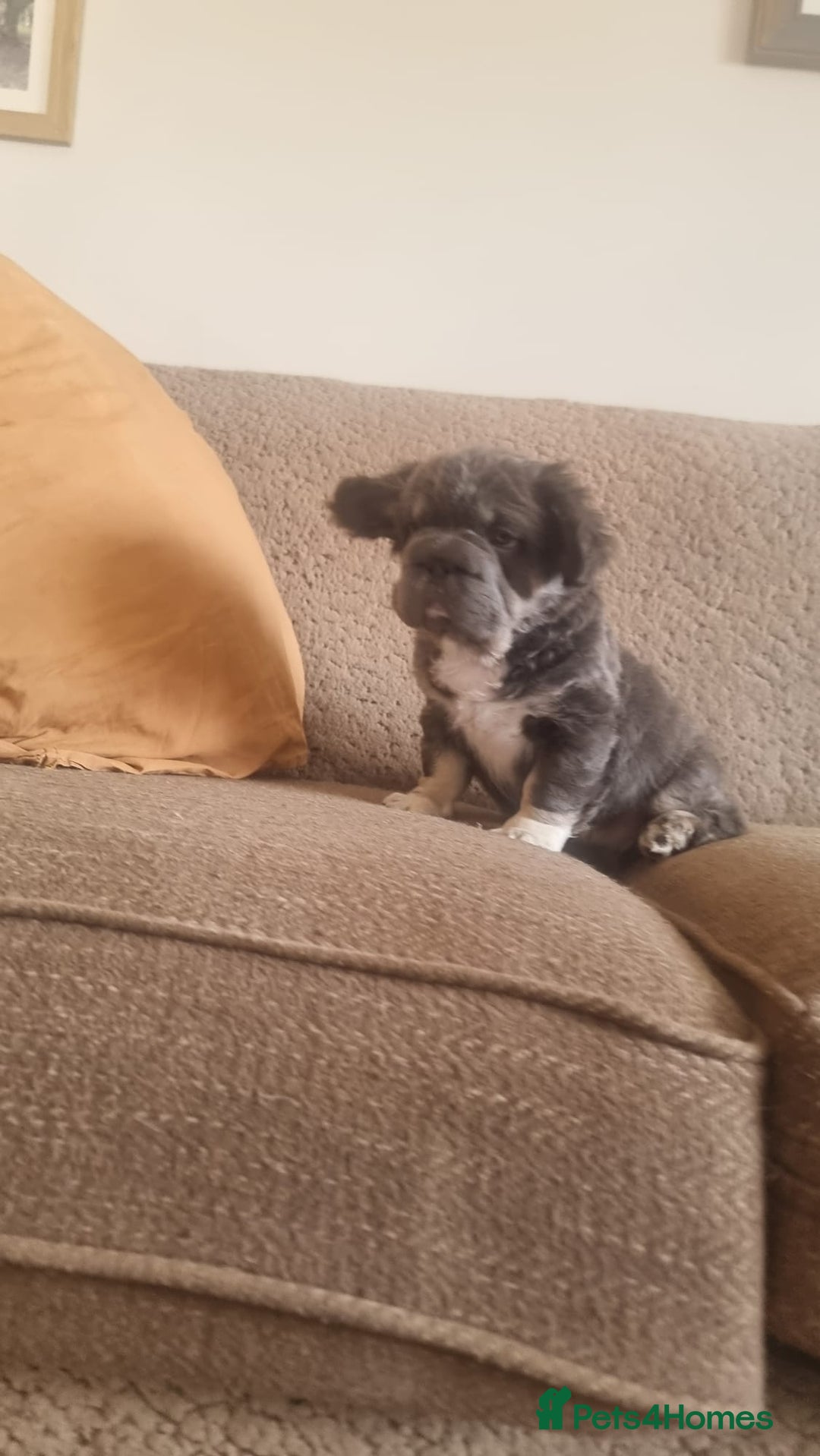 French Bulldog dogs for sale: Adorable pink and fluffy french bulldogs puppies  - Image 3