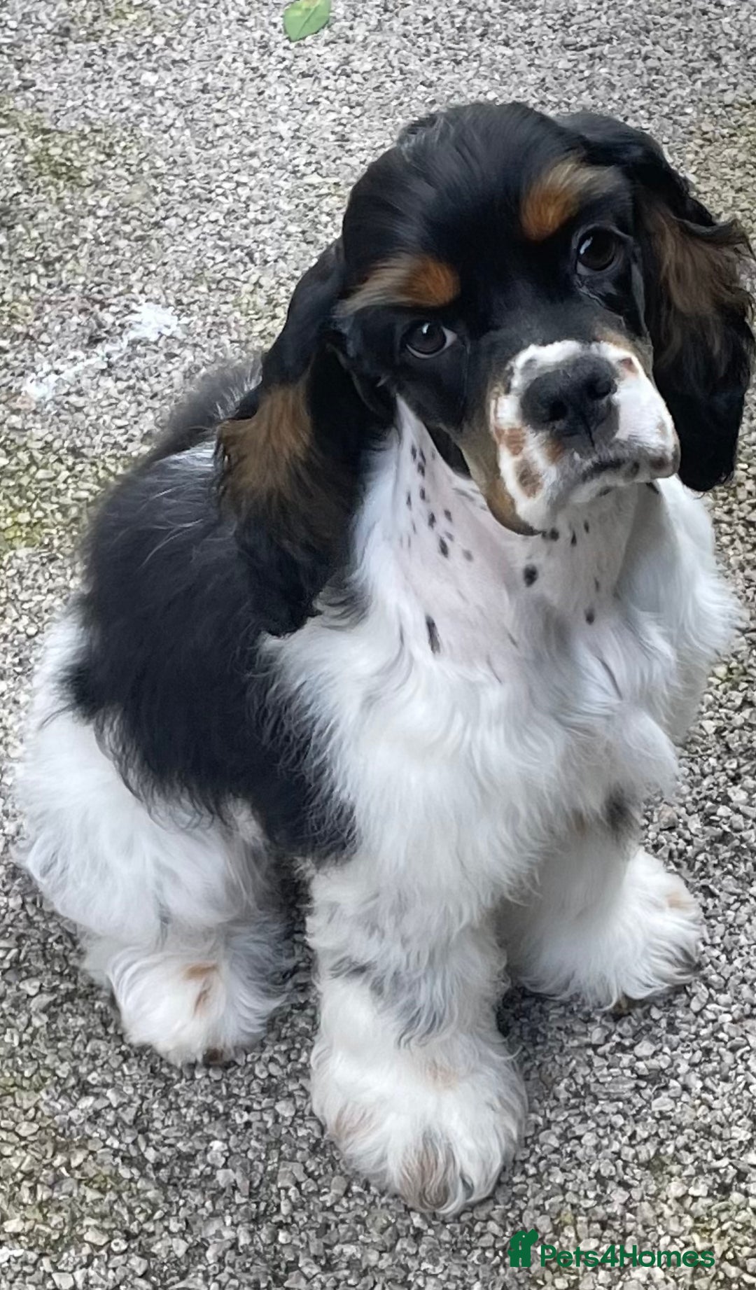 American Cocker Spaniel dogs for sale: American cocker spaniel  - Image 5