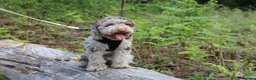 Miniature Poodle dogs for stud: Ralph-Chocolate Merle miniature poodle stud  - Advert 7