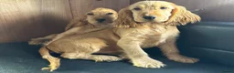 Cocker Spaniel dogs for sale: BEAUTIFUL COCKER SPANIEL PUPPIES  - Advert 1