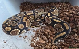 Python Snake reptiles for sale: Ball pythons - Image 11