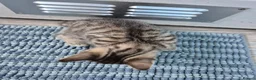 British Shorthair cats for sale: 3 beautiful kittens - Advert 4