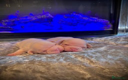 French Bulldog dogs for sale: Pink testable **s 🩷💙🍫🍪🔥 - Image 7