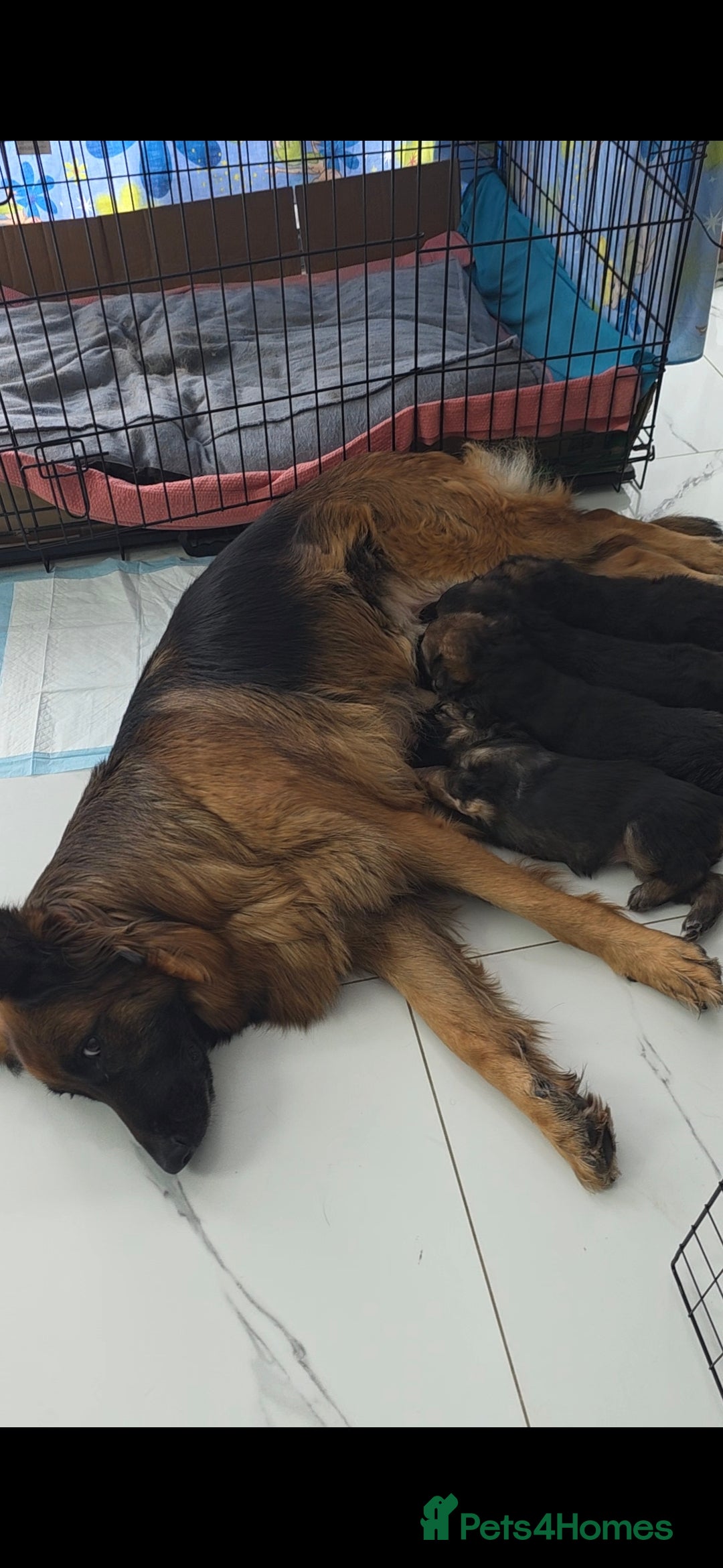 German Shepherd dogs Stunning german shepherd puppies for sale! - Advert 6