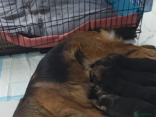 German Shepherd dogs Stunning german shepherd puppies for sale! - Advert 7