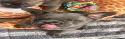 French Bulldog dogs for sale: Beautiful French Bulldog Puppies Fluffy Carriers - Advert 4