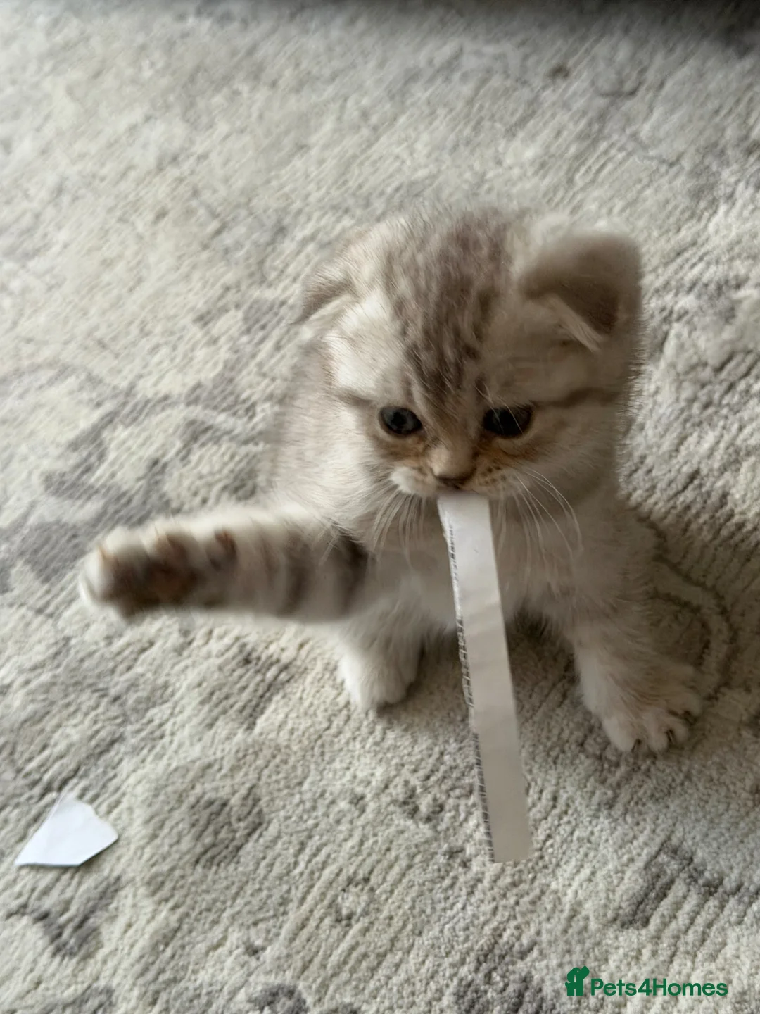 Scottish Fold cats for sale: Stunning British Shorthair/Scottish Fold Kittens🐾 in London - Advert 2