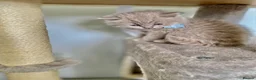 British Shorthair cats for sale: Pure British shorthair kittens Genetically tested - Advert 7