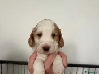 Cockapoo dogs Stunning F1B Cockapoo’s - Advert 3
