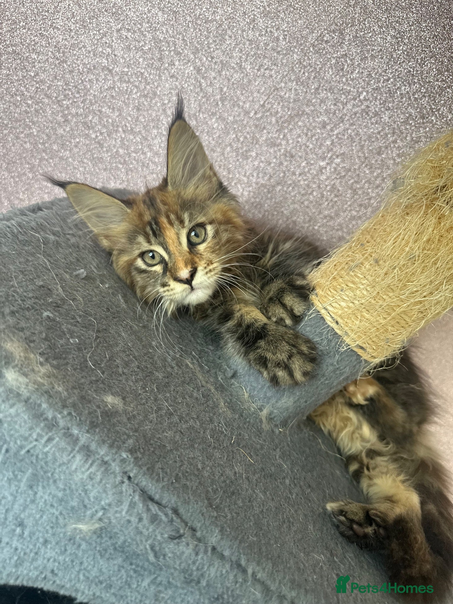 Maine Coon cats stunning girl & no time wasters plus payment plans - Advert 16