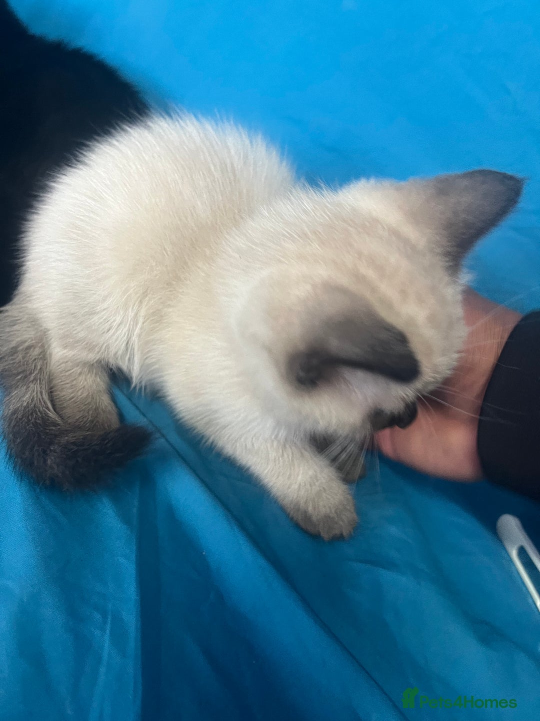 British Shorthair cats for sale: British Short Hair, Rugdoll and mixed breed  - Image 4