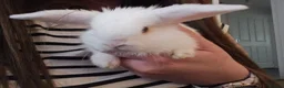 Mini Lop rabbits for sale: Mini lop rabbits for sale - Advert 19