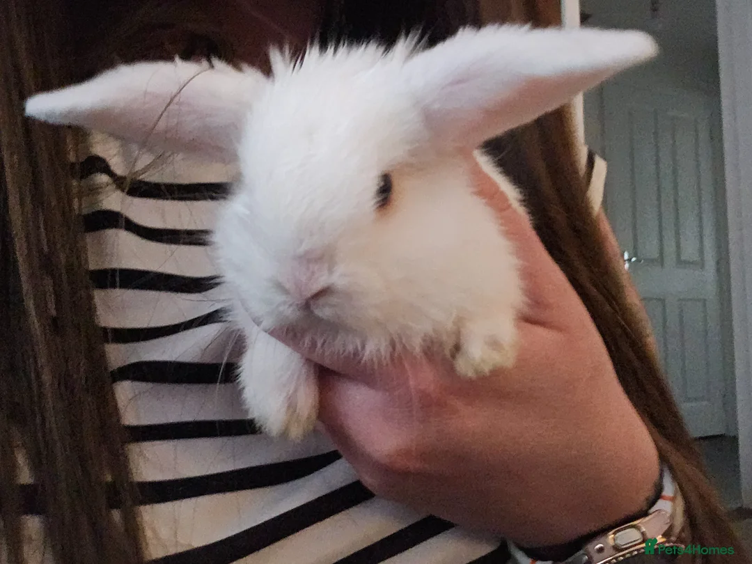 Mini Lop rabbits for sale: Mini lop rabbits for sale - Advert 19