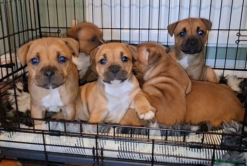Staffordshire Bull Terrier dogs Waiting list open Staffordshire bull terrier pup - Advert 18