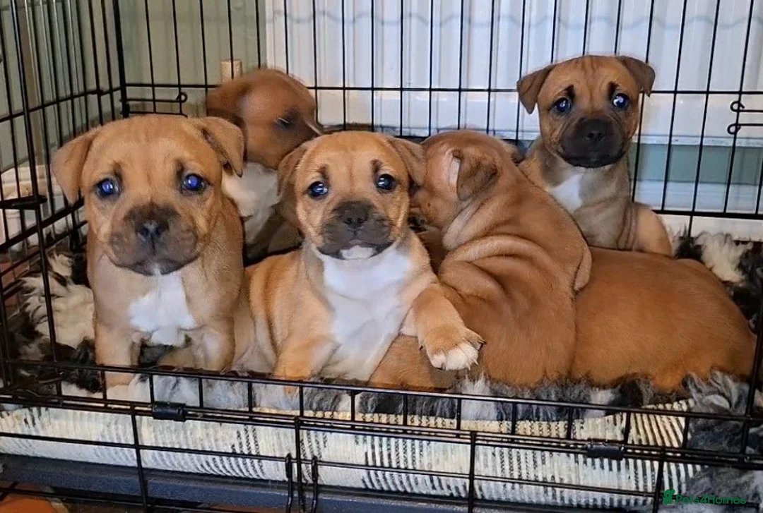 Staffordshire Bull Terrier dogs for sale: Waiting list open Staffordshire bull terrier pup - Advert 1
