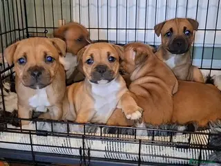 Staffordshire Bull Terrier dogs Waiting list open Staffordshire bull terrier pup - Advert 10