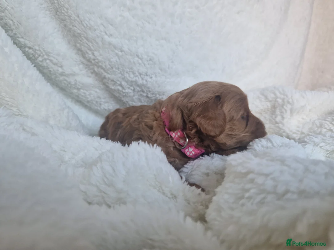 Cavapoo dogs for sale:  1 boy remaining. Health tested stunning cavapoos - Advert 19