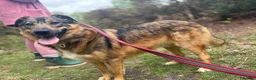 Mixed Breed dogs for adoption: Nancy - Norwich Norfolk  - Advert 10