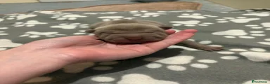 Shar Pei 6