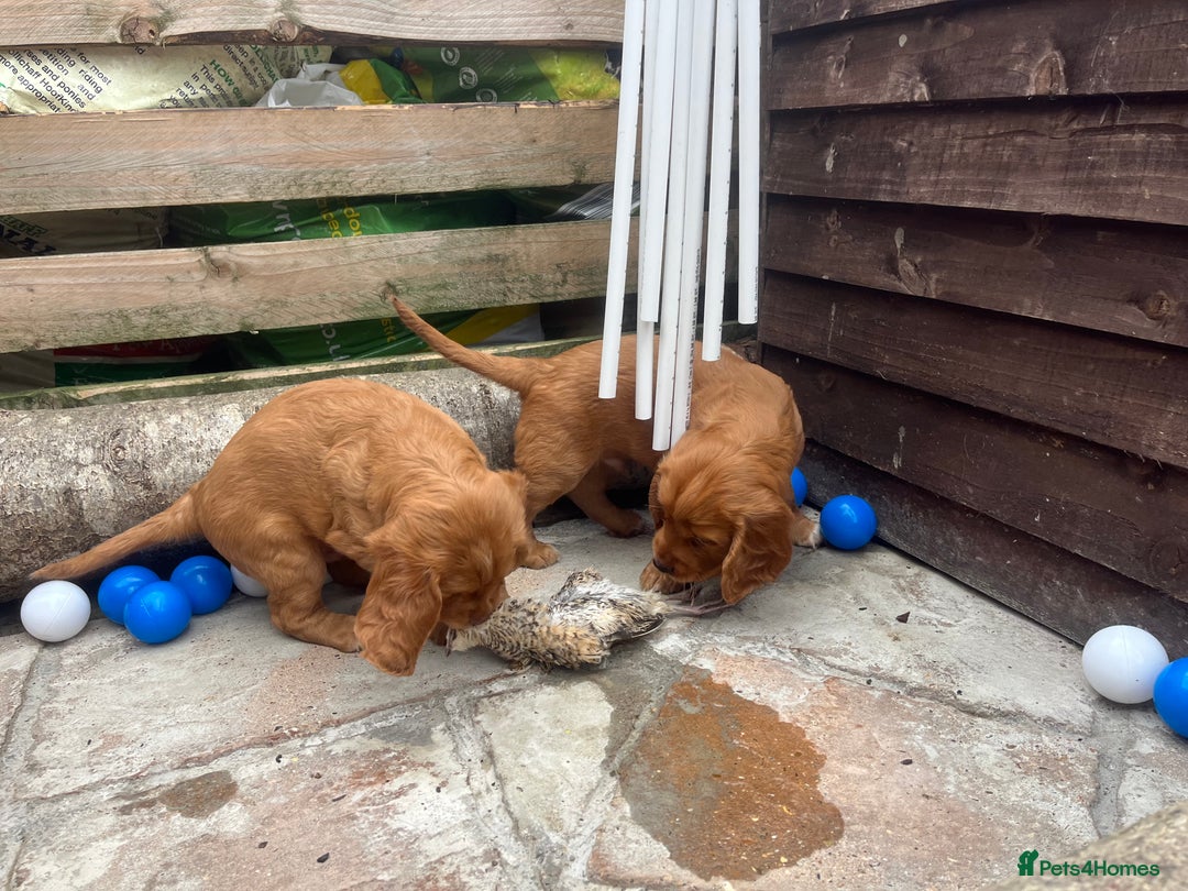 Cocker Spaniel dogs for sale: Heath tested working cocker pups  - Image 4