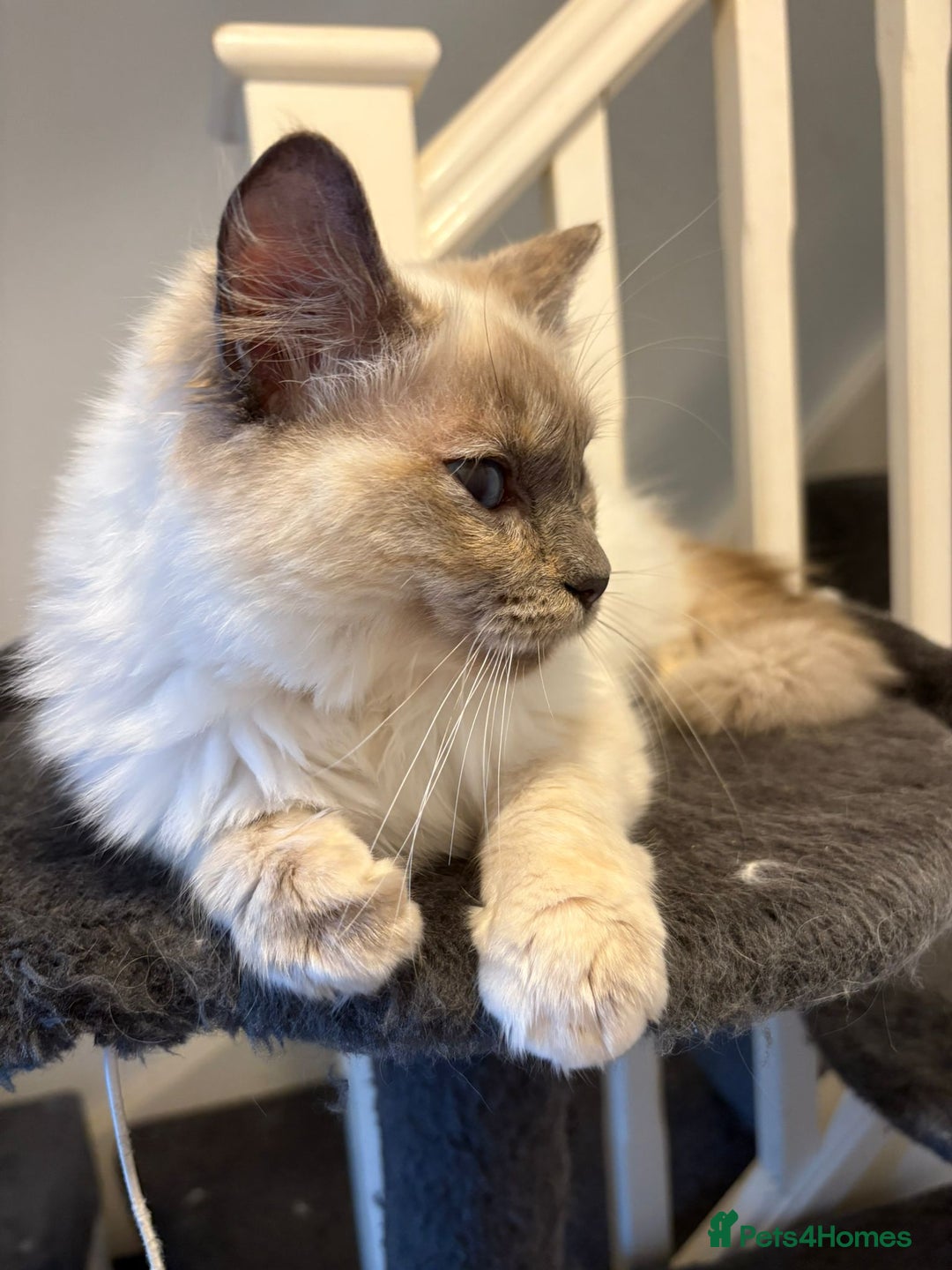 Ragdoll cats for sale: 2 beautiful Ragdolls rehoming - Image 2