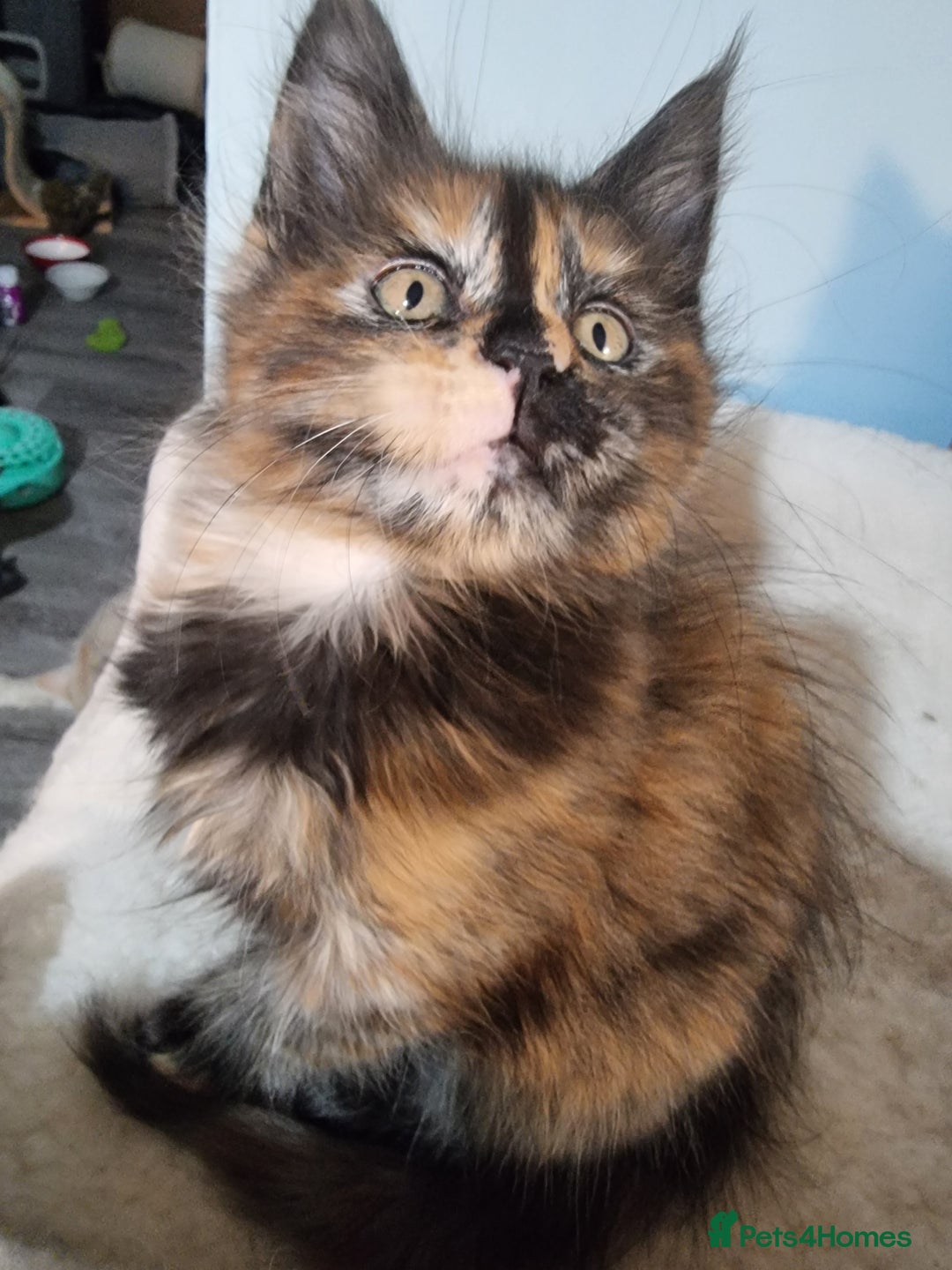 Maine Coon cats for sale: Pedigree GCCF Registered Maincoon Kittens - Image 4