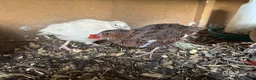 Quail poultry for sale: Starter Flock of Japanese Coturnix Quails - Advert 2