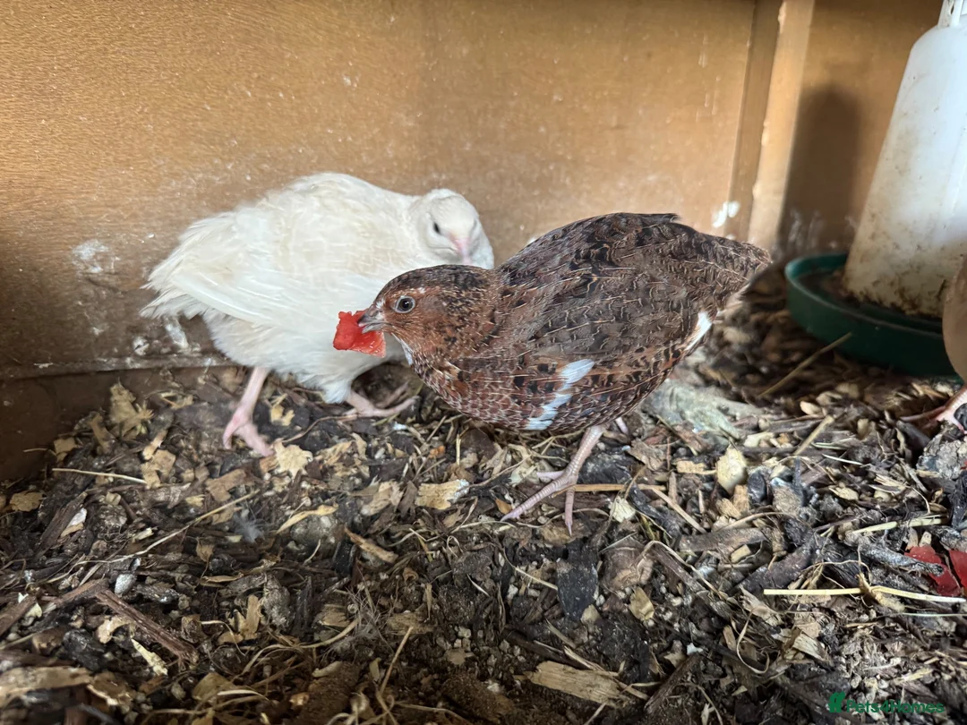 Quail poultry for sale: Starter Flock of Japanese Coturnix Quails - Advert 2