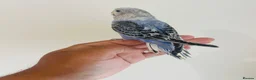 Budgerigars birds for sale: Hand reared budgies for sale  - Advert 6