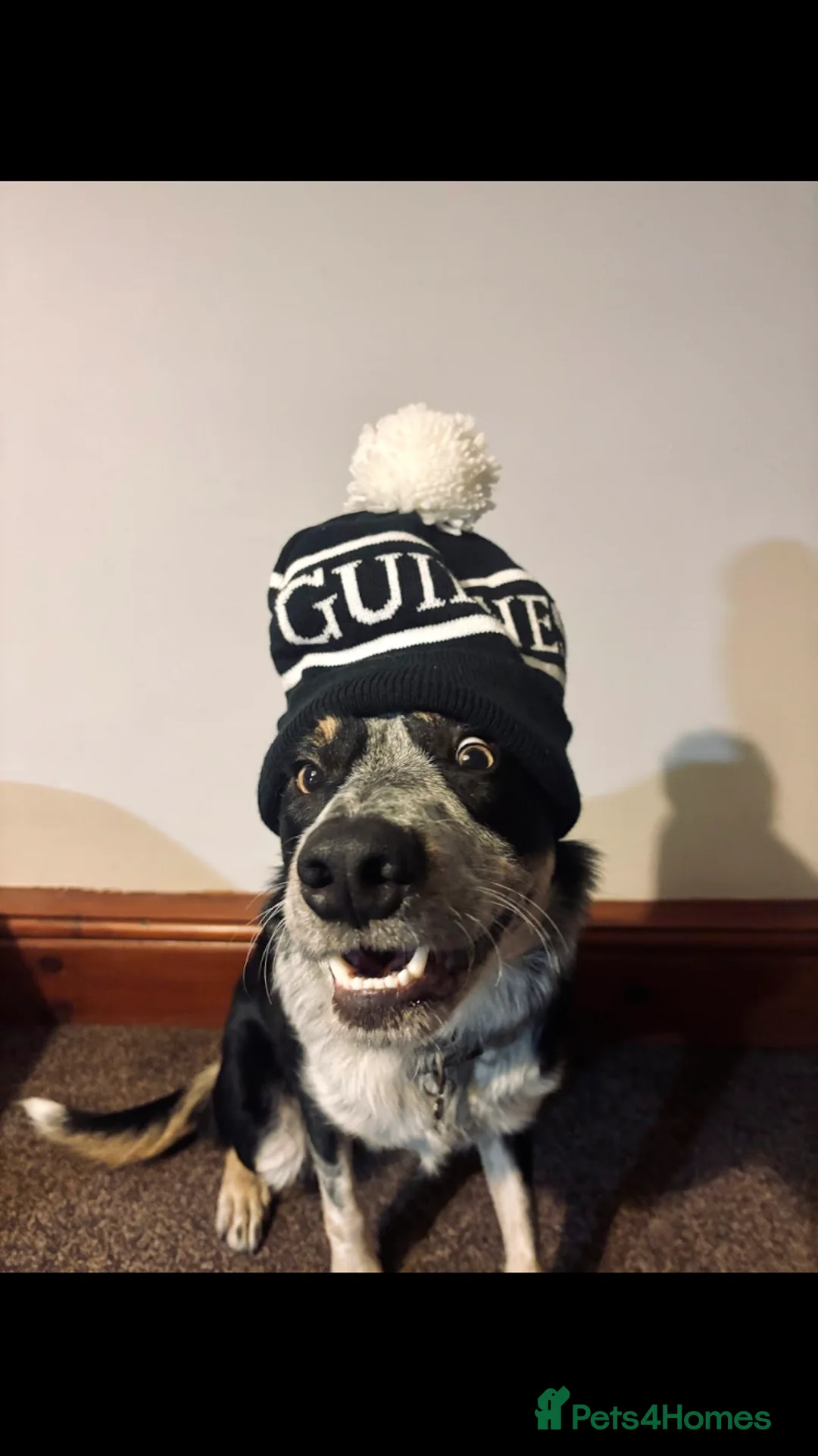 Border Collie dogs for sale: Blue  in Leyburn - Advert 2