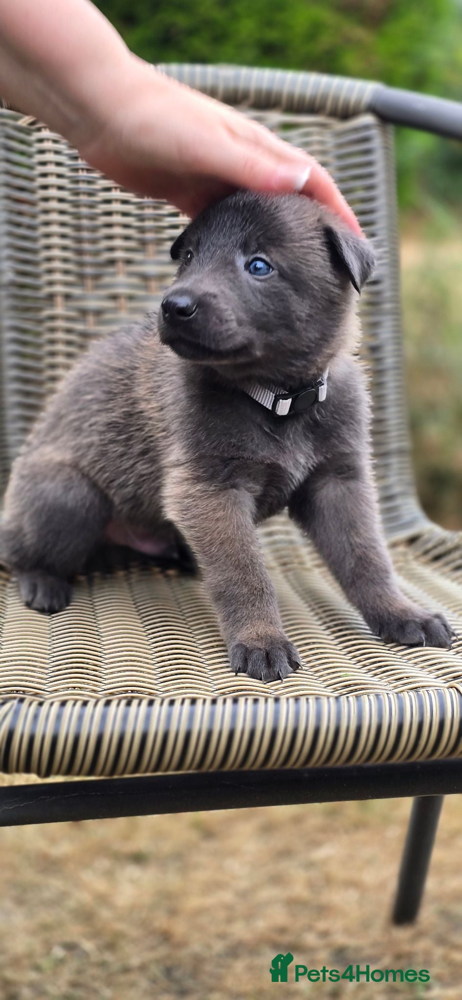 Belgian Shepherd Dog dogs Malinois KNPV Line Puppies — Police Sire - Advert 1