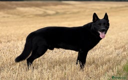 German Shepherd dogs for sale: German Shepherd Puppies  - Image 2