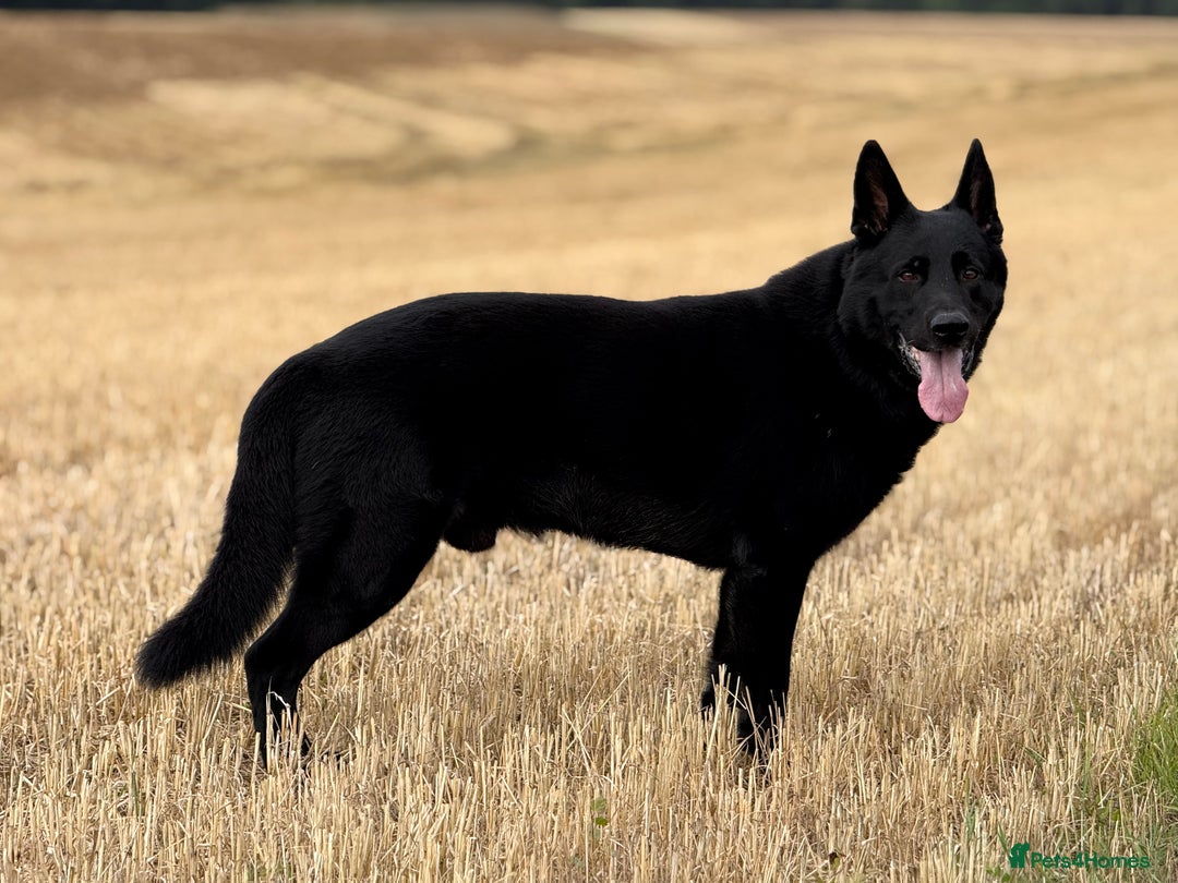 German Shepherd dogs for sale: German Shepherd Puppies  - Image 2