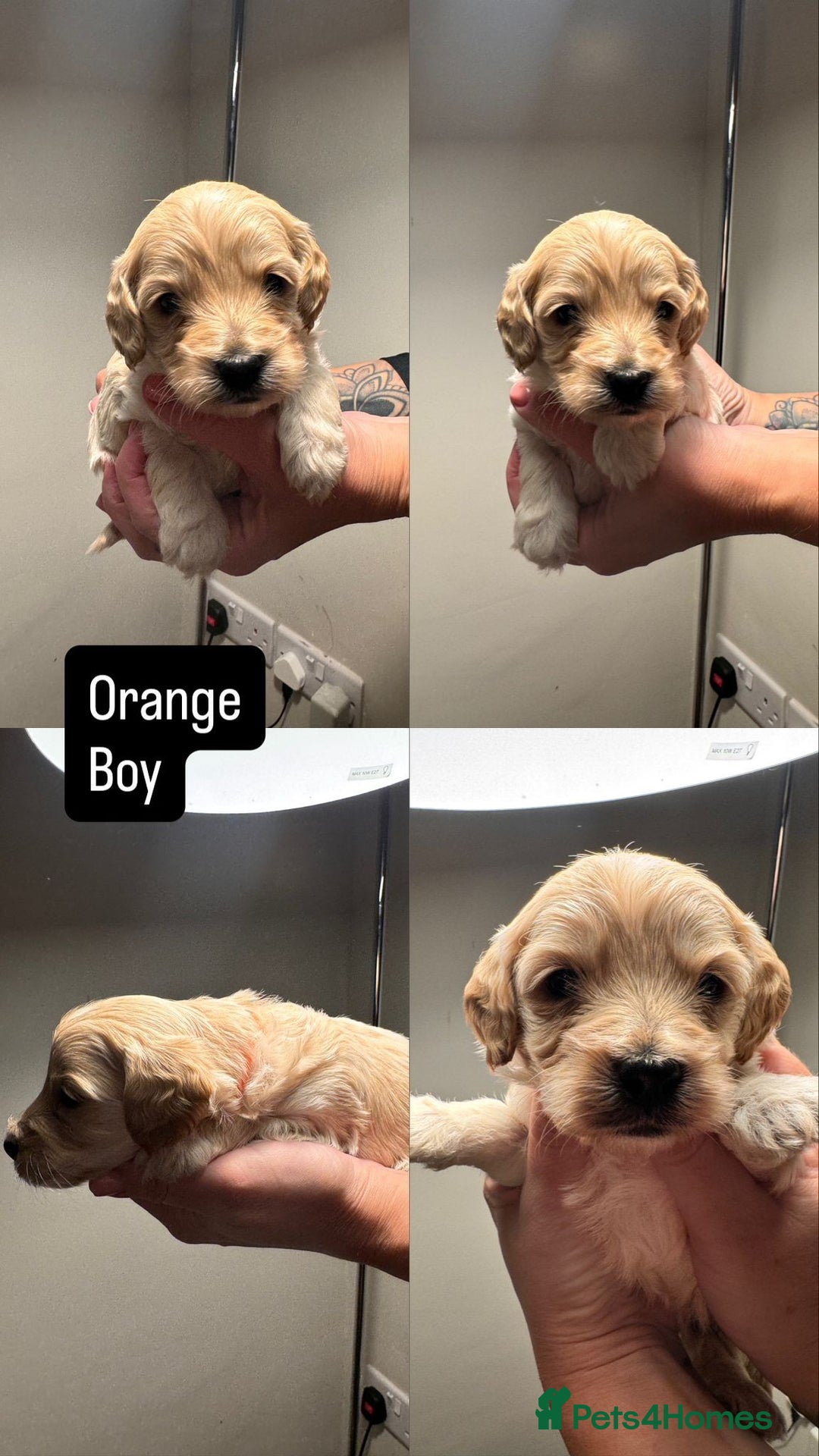Mixed Breed dogs for sale: Cockapoo/Cavapoo Puppies - Advert 12