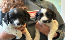 English Springer Spaniel dogs for sale: KC Registered English springer spaniel puppies. - Image 20