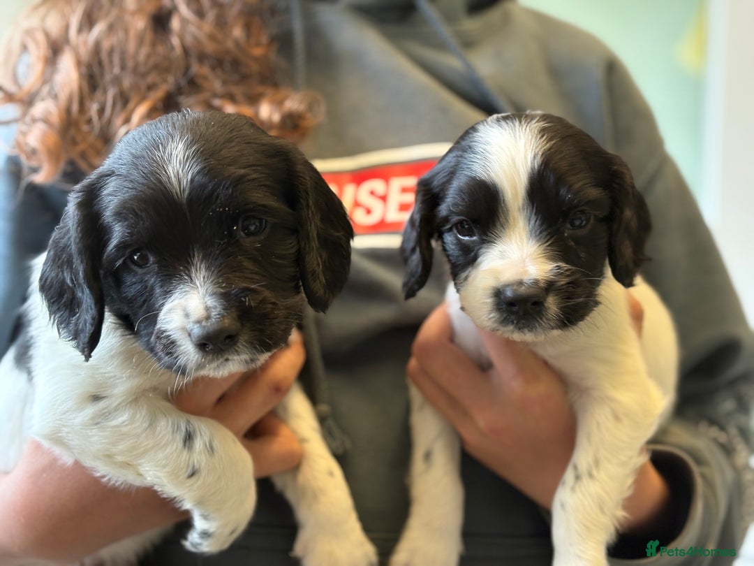 English Springer Spaniel dogs for sale: KC Registered English springer spaniel puppies. - Image 20