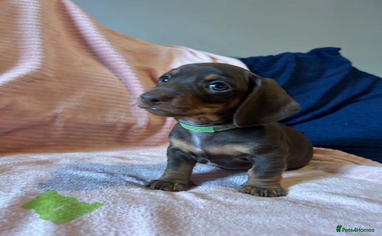 Miniature Dachshund dogs - Advert 16