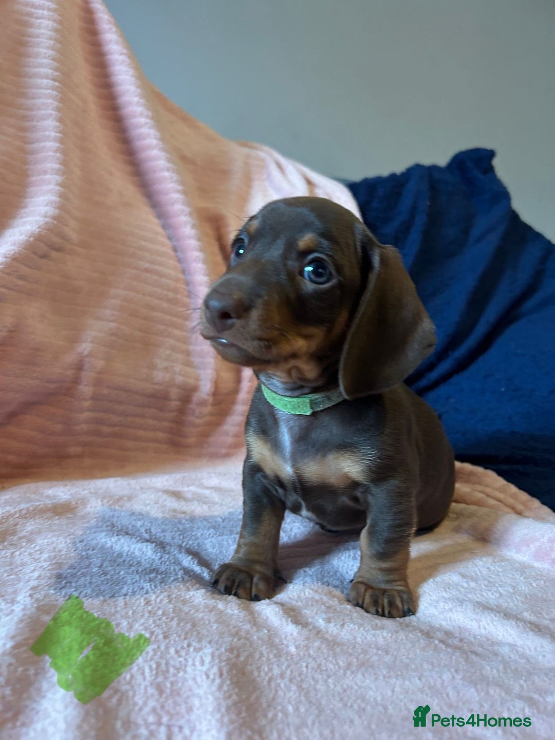 Miniature Dachshund dogs for sale: Miniature dachshunds - Image 1