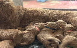 Cavapoo dogs for sale: STUNNING RED CAVAPOOS HEALTH CHECKEF - Image 4