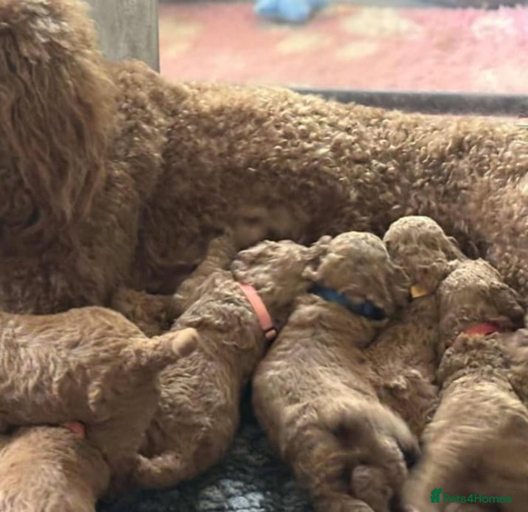 Cavapoo dogs for sale: STUNNING RED CAVAPOOS HEALTH CHECKEF - Image 4