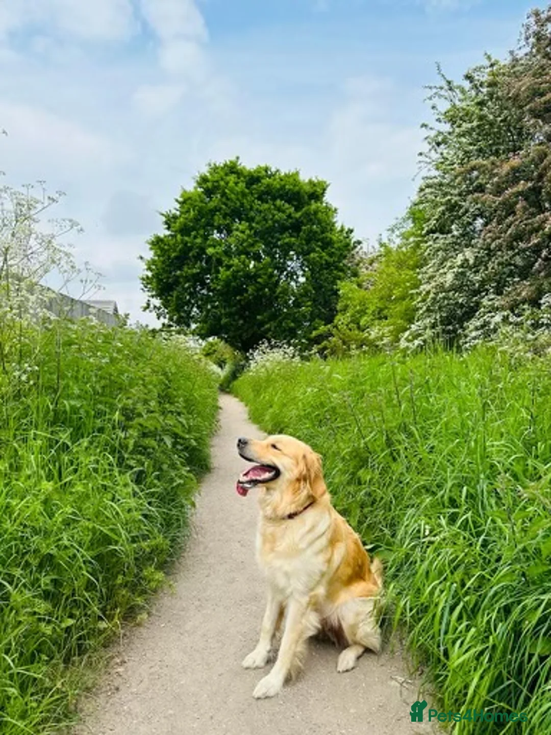 Golden Retriever dogs for sale: DARK GOLDEN RETRIEVER KC REG PEDIGREE 🐶  - Advert 5