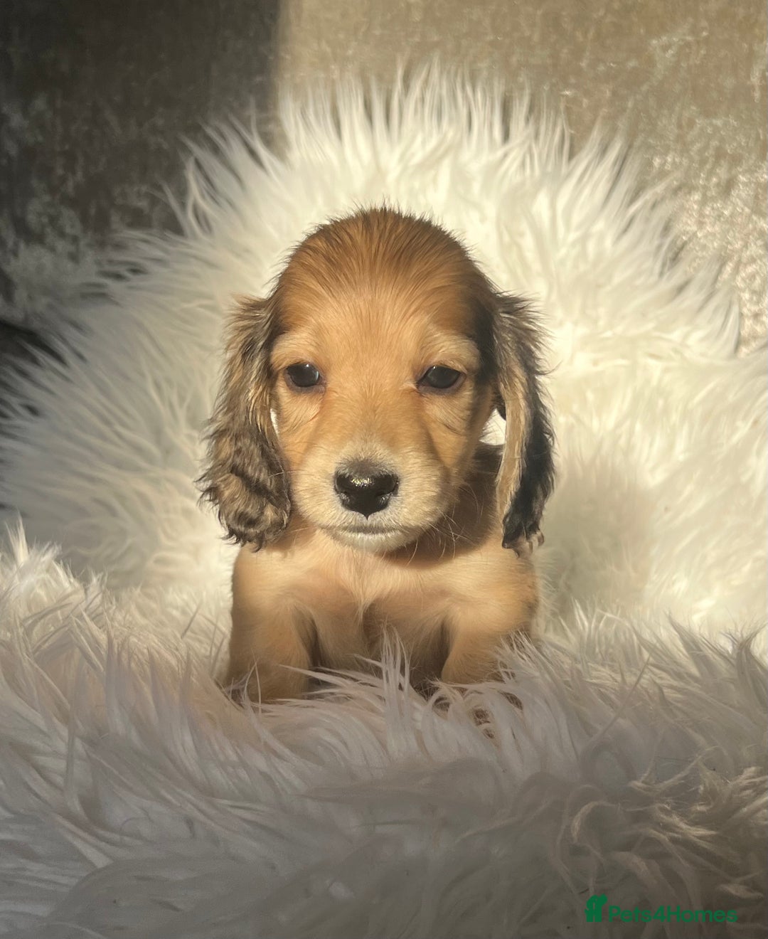 Dachshund dogs for sale: KC miniature long hair dachshunds for sale - Advert 8