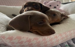 Miniature Dachshund dogs for sale: Miniature Dachshund  - Image 25