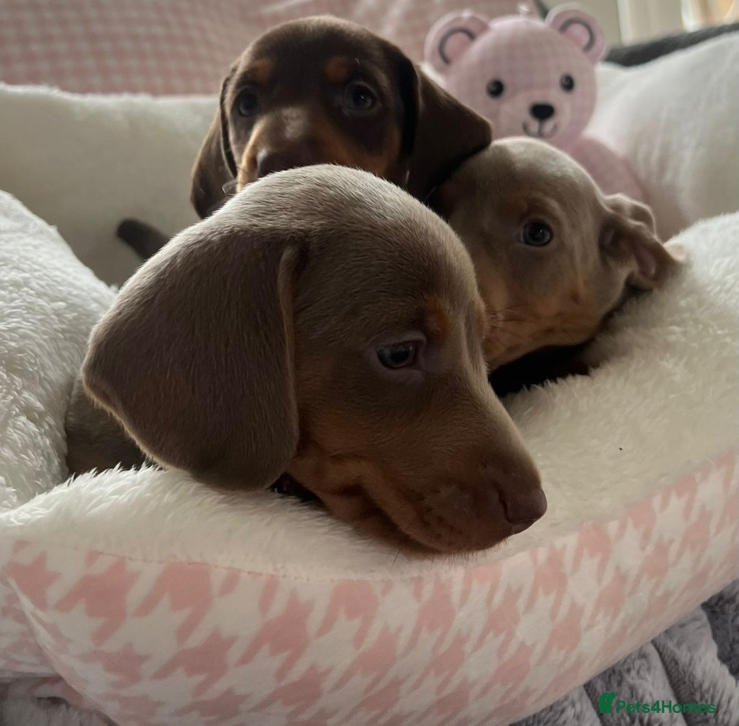Miniature Dachshund dogs for sale: Miniature Dachshund  - Image 25