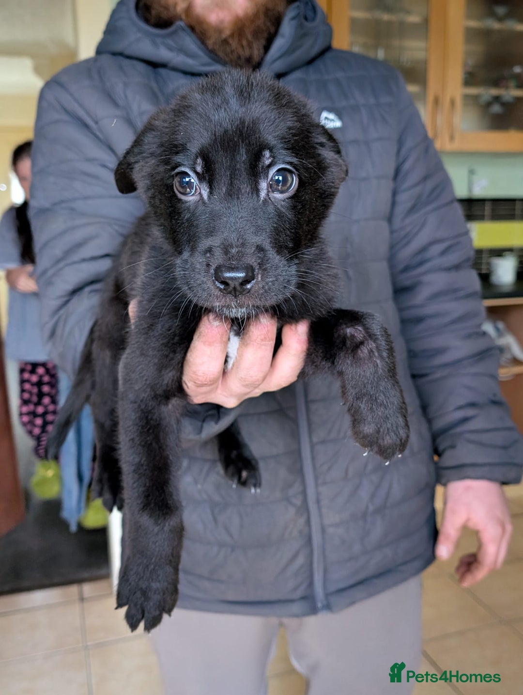 Mixed Breed dogs for sale: German shepherd X cane corso pups for sale  - Advert 4