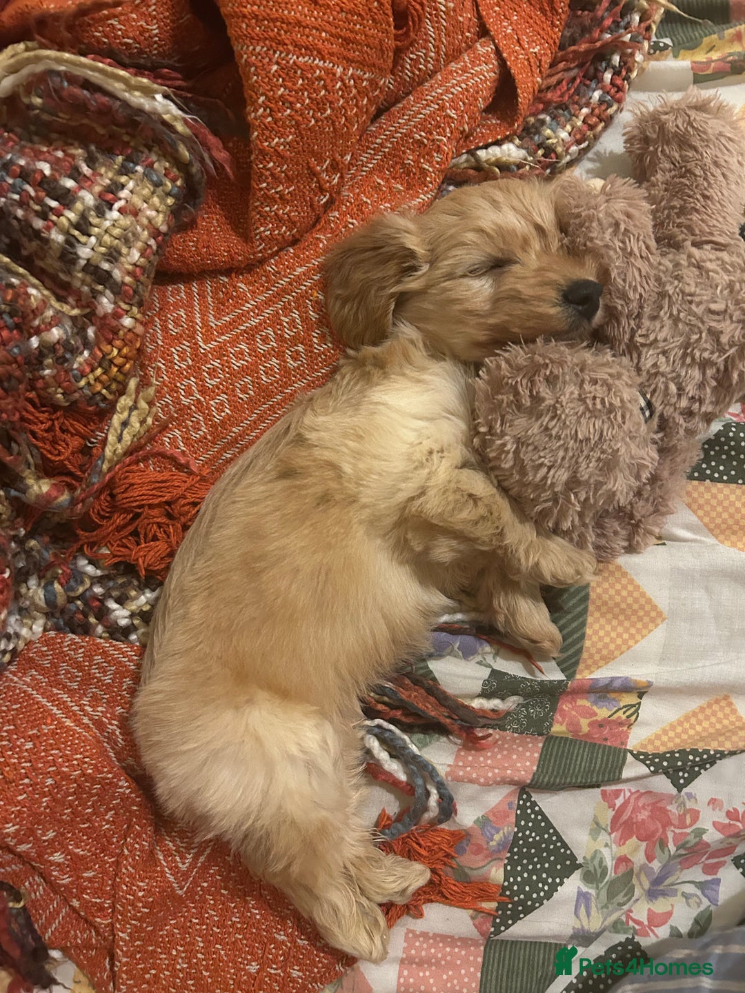 Doxiepoo dogs for sale: doxiepoo puppy / miniature dachshund x poodle boy - Advert 5