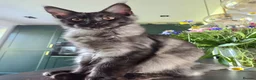 Maine Coon cats for sale: Maine Coon kittens, 2 girls , 1 boy  - Advert 8