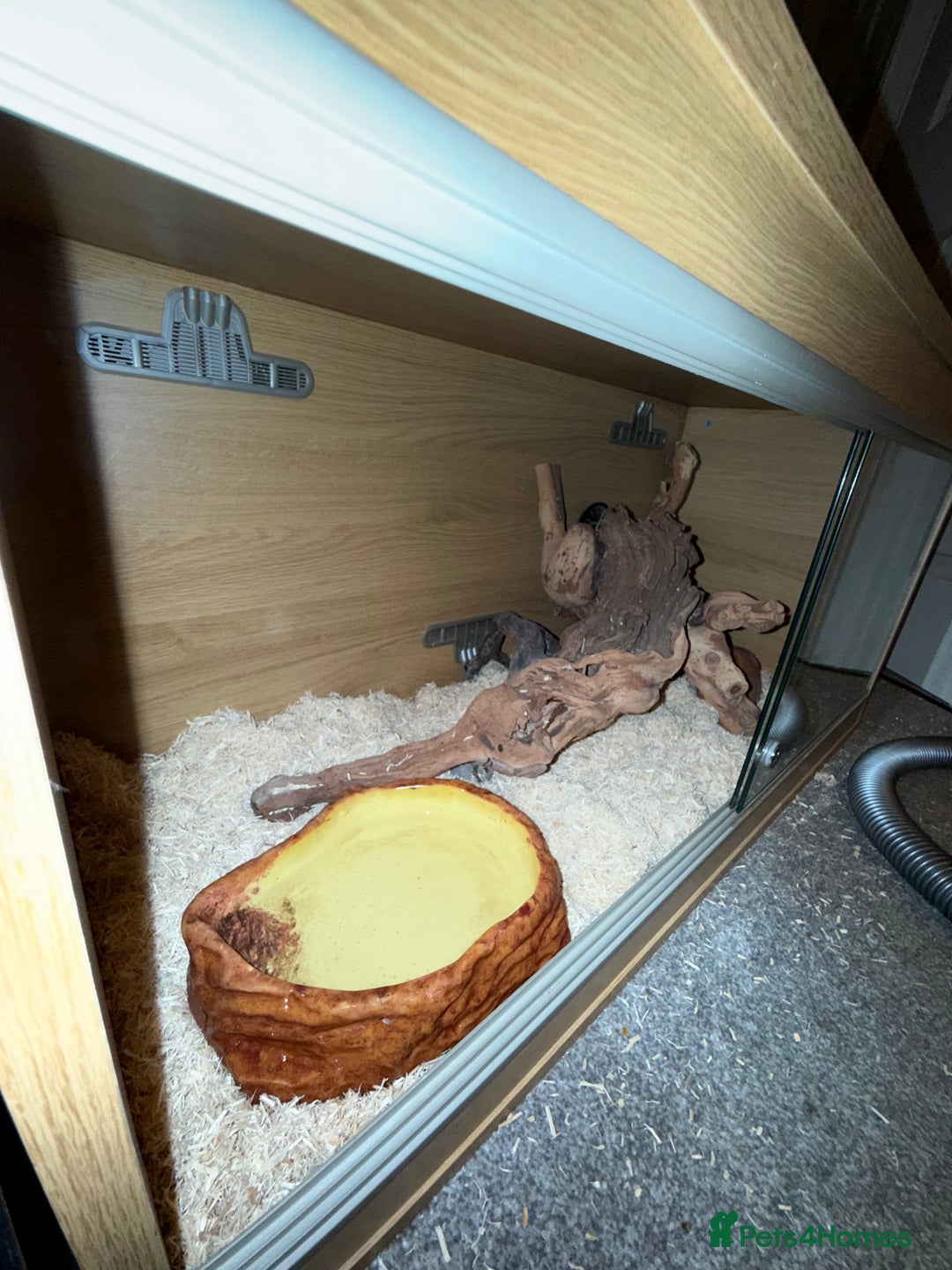 Snake reptiles for sale: Purple Stripe Superconda Western Hognose Snake - Image 12