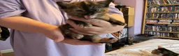 Mixed Breed cats for sale: 3 adorable domestic kittens - Advert 18
